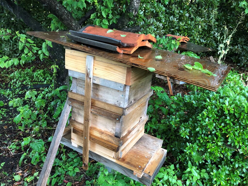 斎藤農園ににもいる身近なミツバチですが実は絶滅危惧種なんですね
